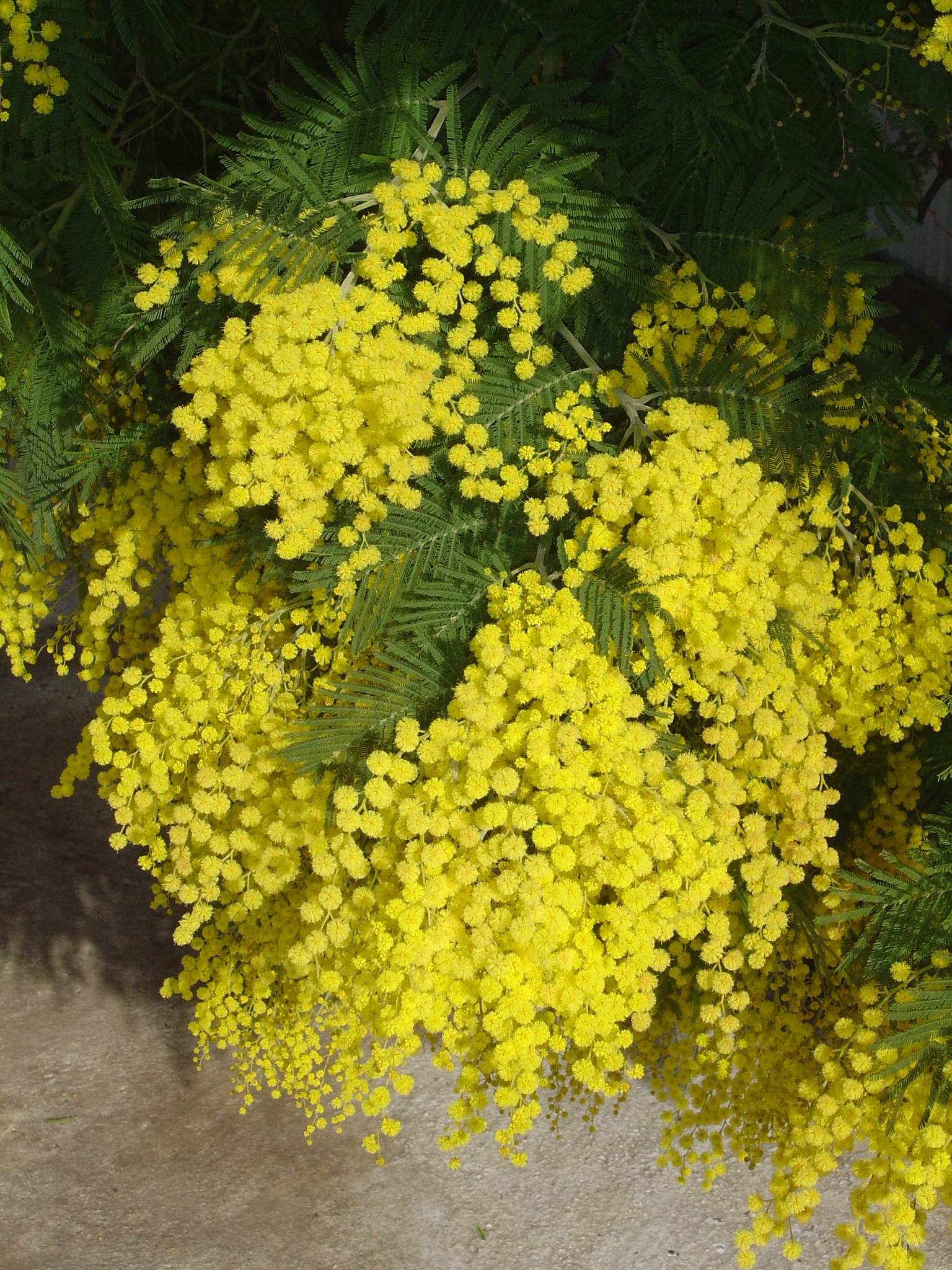 Acacia dealbata 'Mirandole'