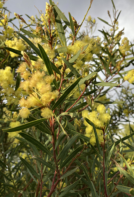 Acacia iteaphylla