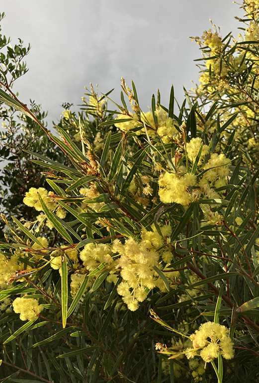 Acacia iteaphylla