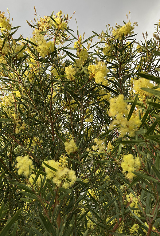 Acacia iteaphylla