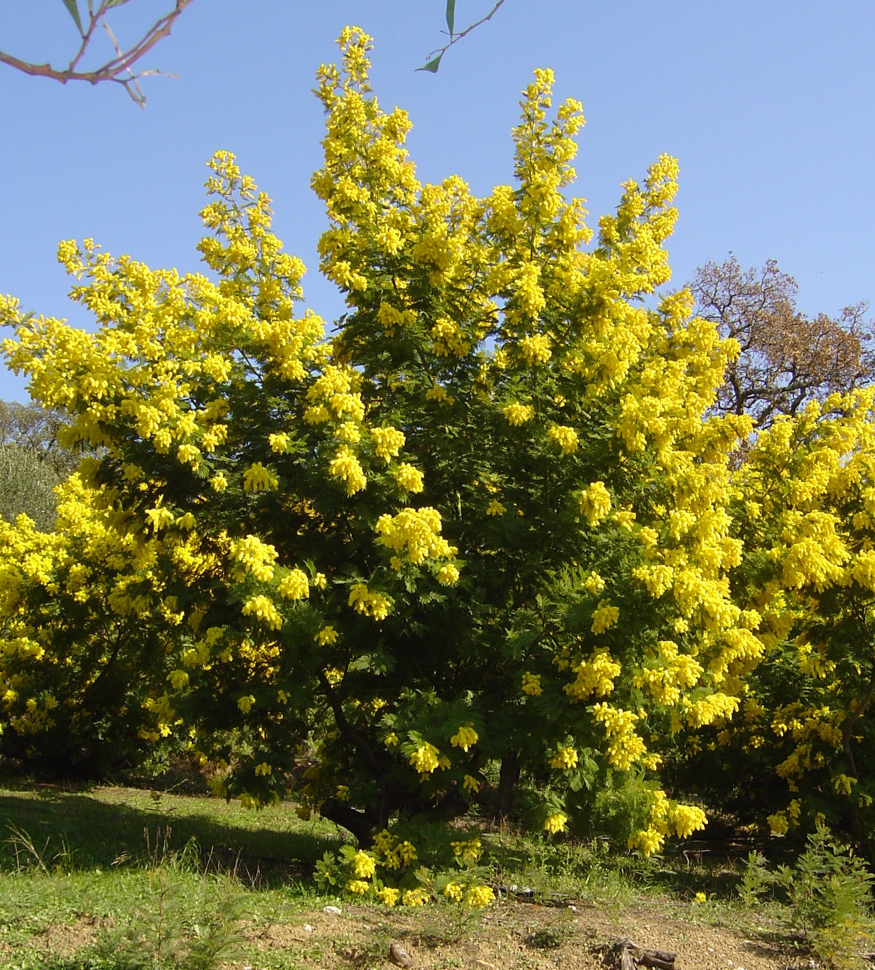 Acacia dealbata 'Mirandole X'