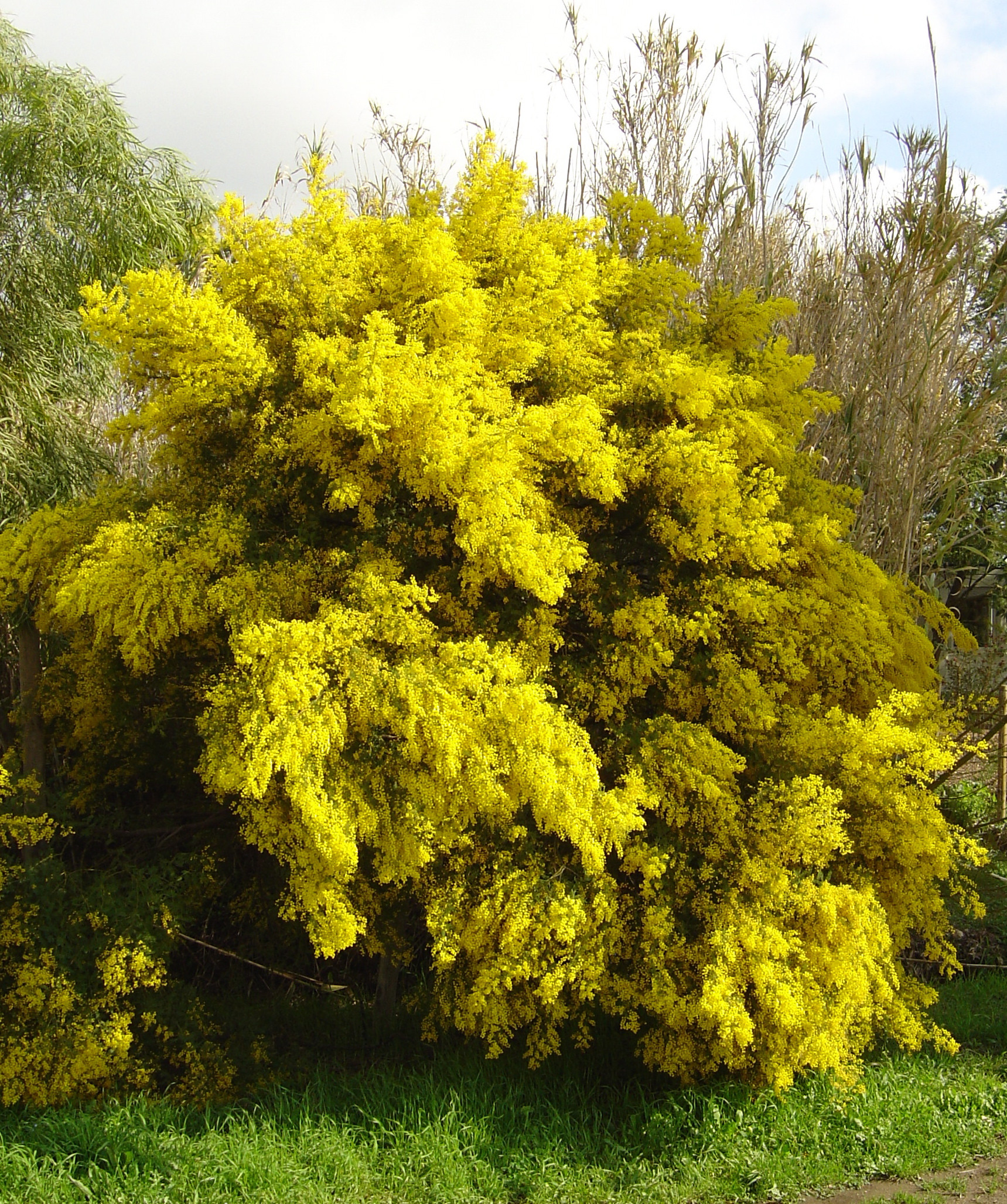 Acacia cardiophylla