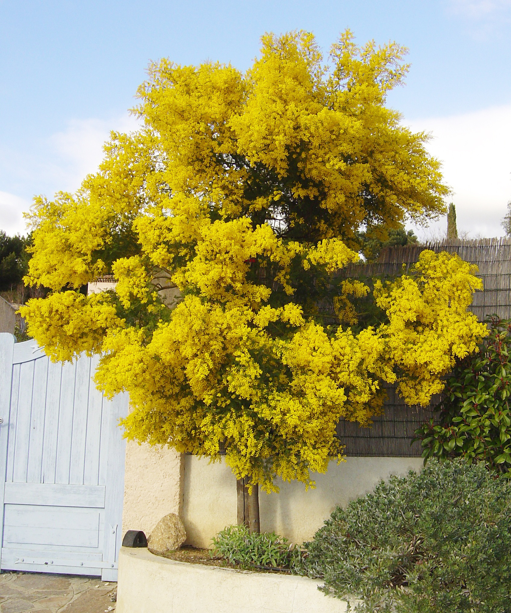 Acacia cardiophylla