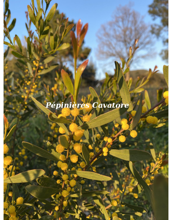 Acacia wilhelmiana