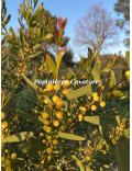 Acacia wilhelmiana