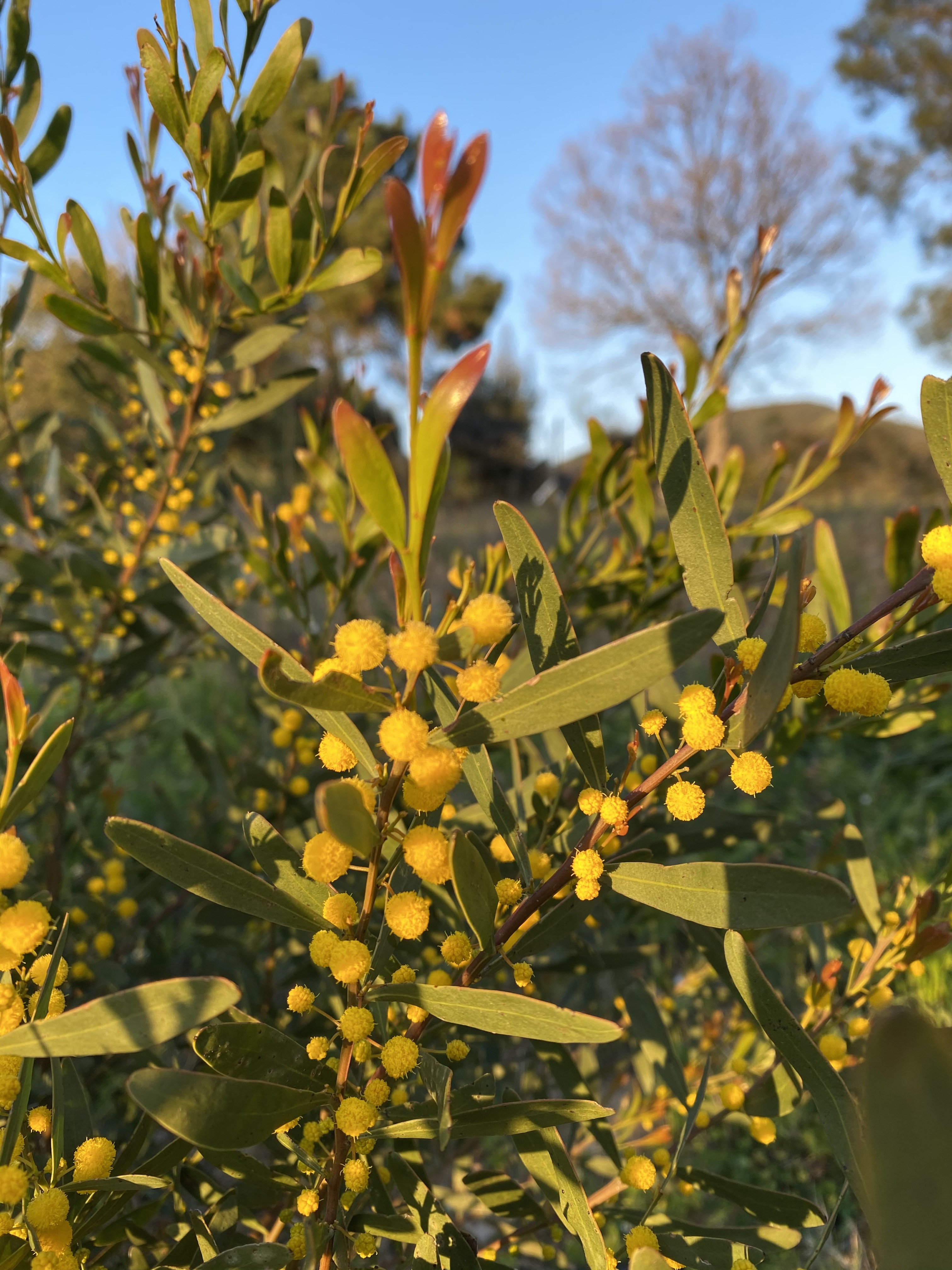 Acacia wilhelmiana