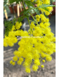 Acacia baileyana 'Maréchal Joffre'