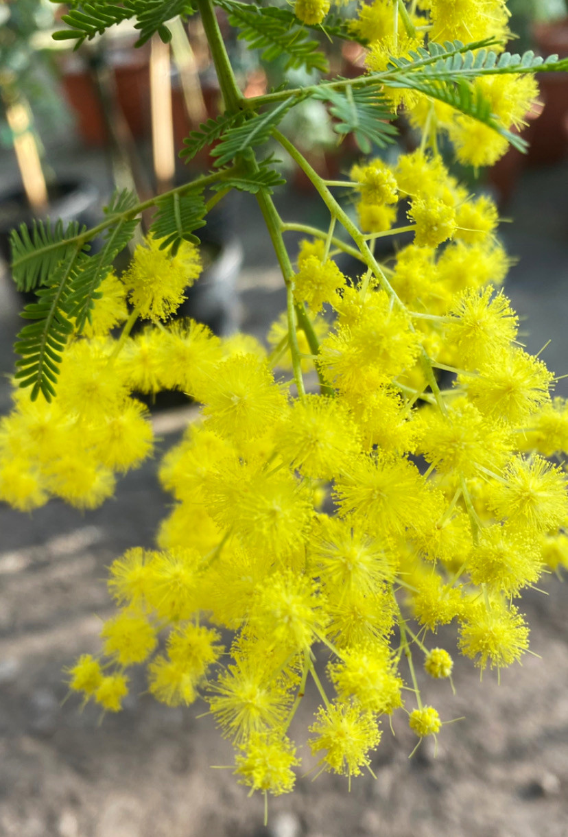 Acacia baileyana 'Maréchal Joffre'