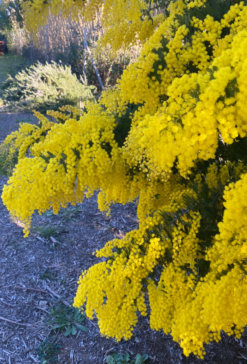 Acacia baileyana 'Maréchal Joffre'