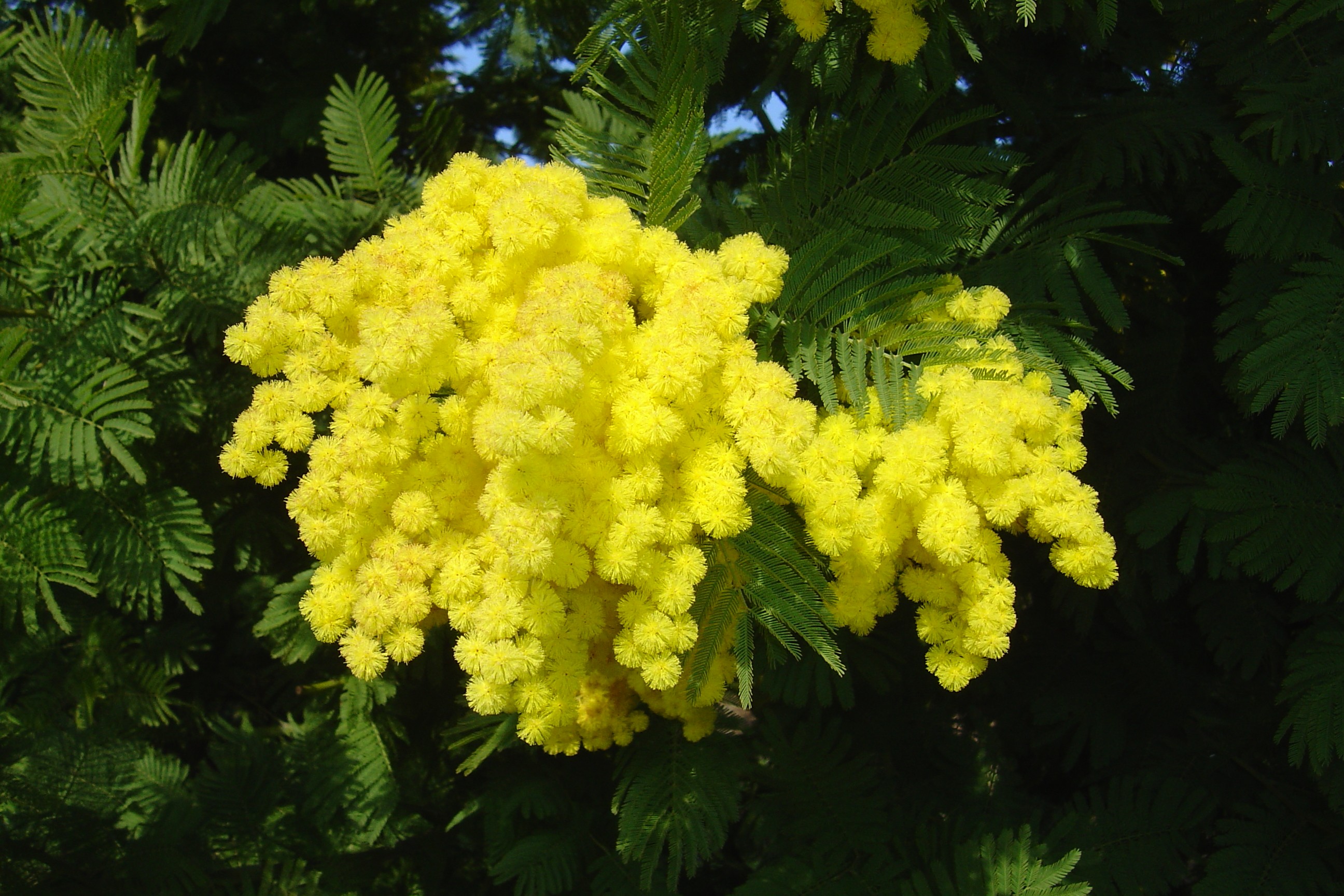 Acacia dealbata 'Mirandole X'