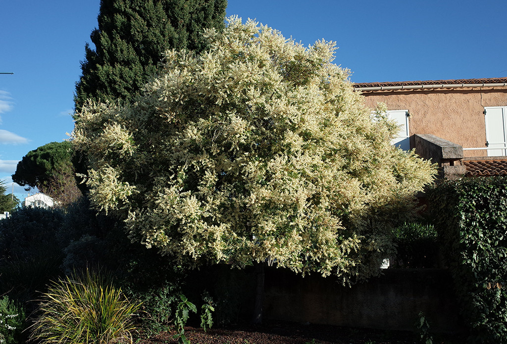 Acacia terminalis