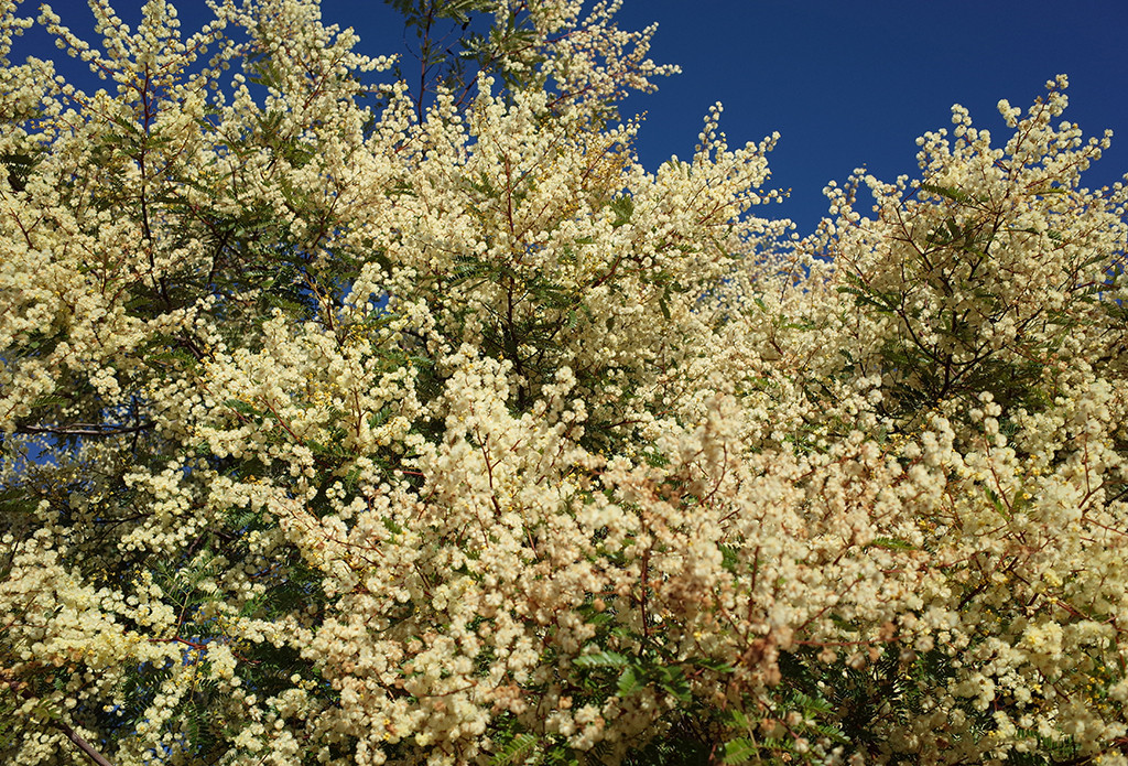 Acacia terminalis