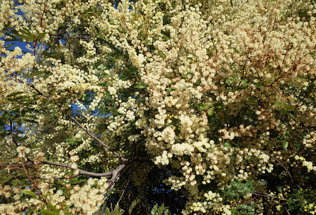 Acacia terminalis