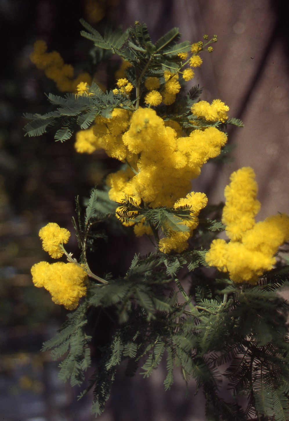 Acacia dealbata 'Mireille'