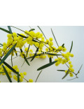 Acacia trineura