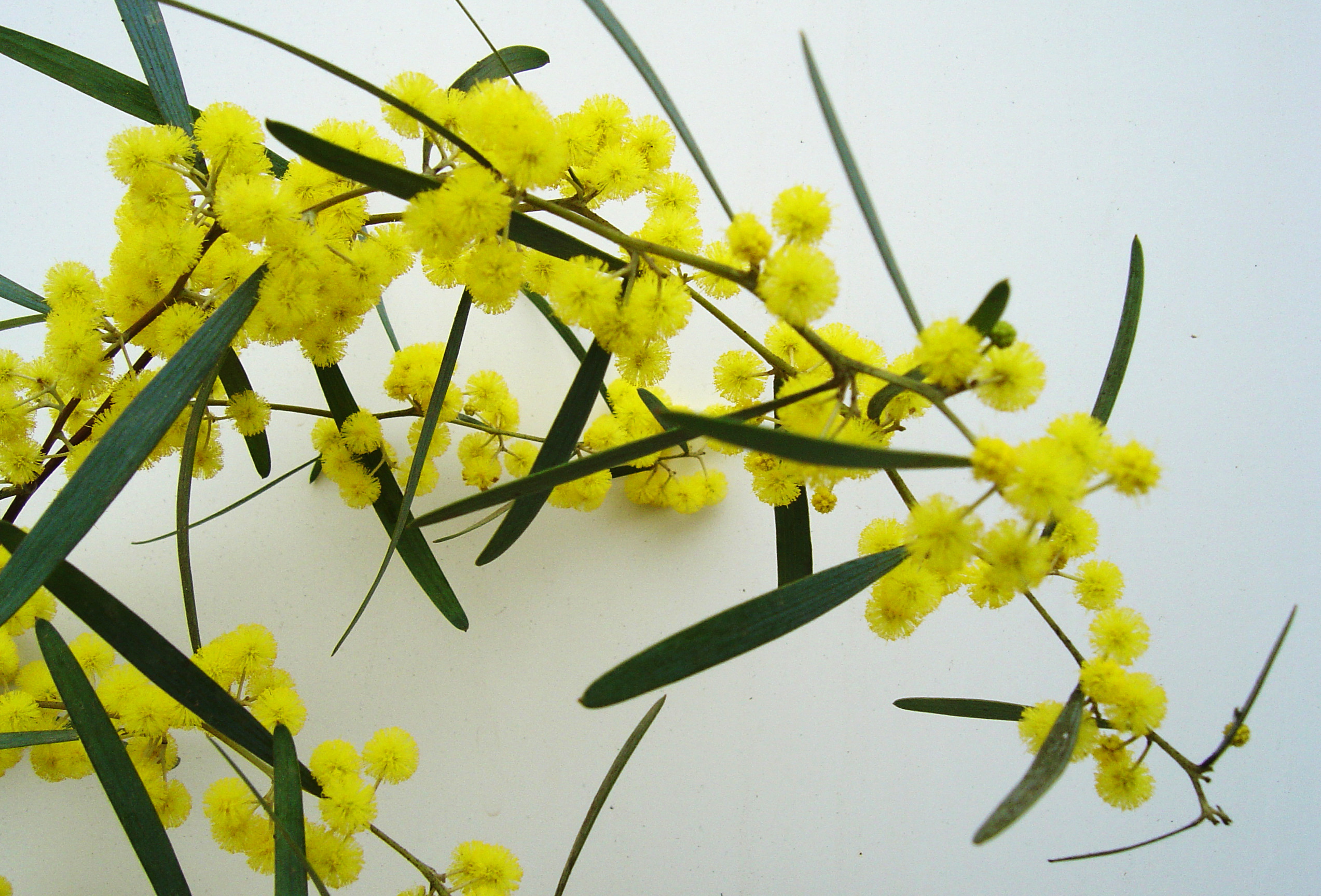 Acacia trineura