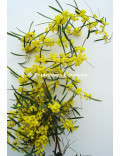 Acacia trineura