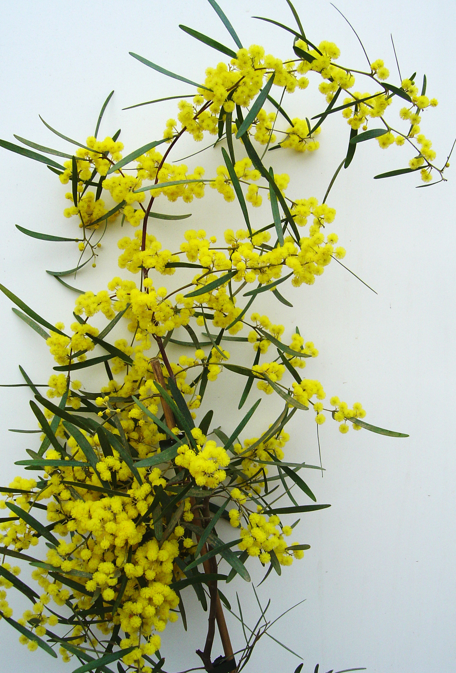 Acacia trineura