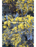 Acacia trineura