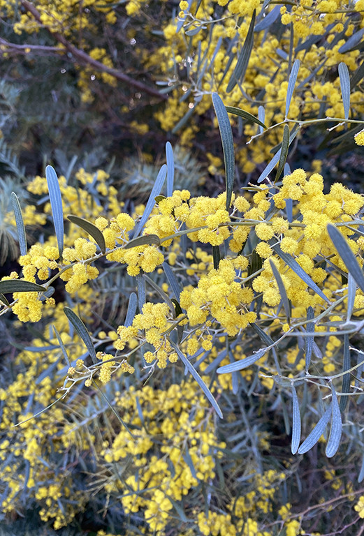 Acacia trineura