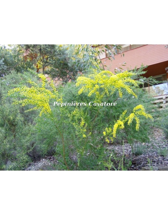 Acacia acinacea Acacia acinacea