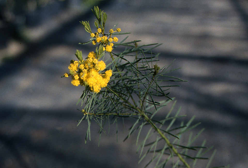 Acacia decora