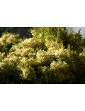 Acacia fimbriata 'Dwarf'