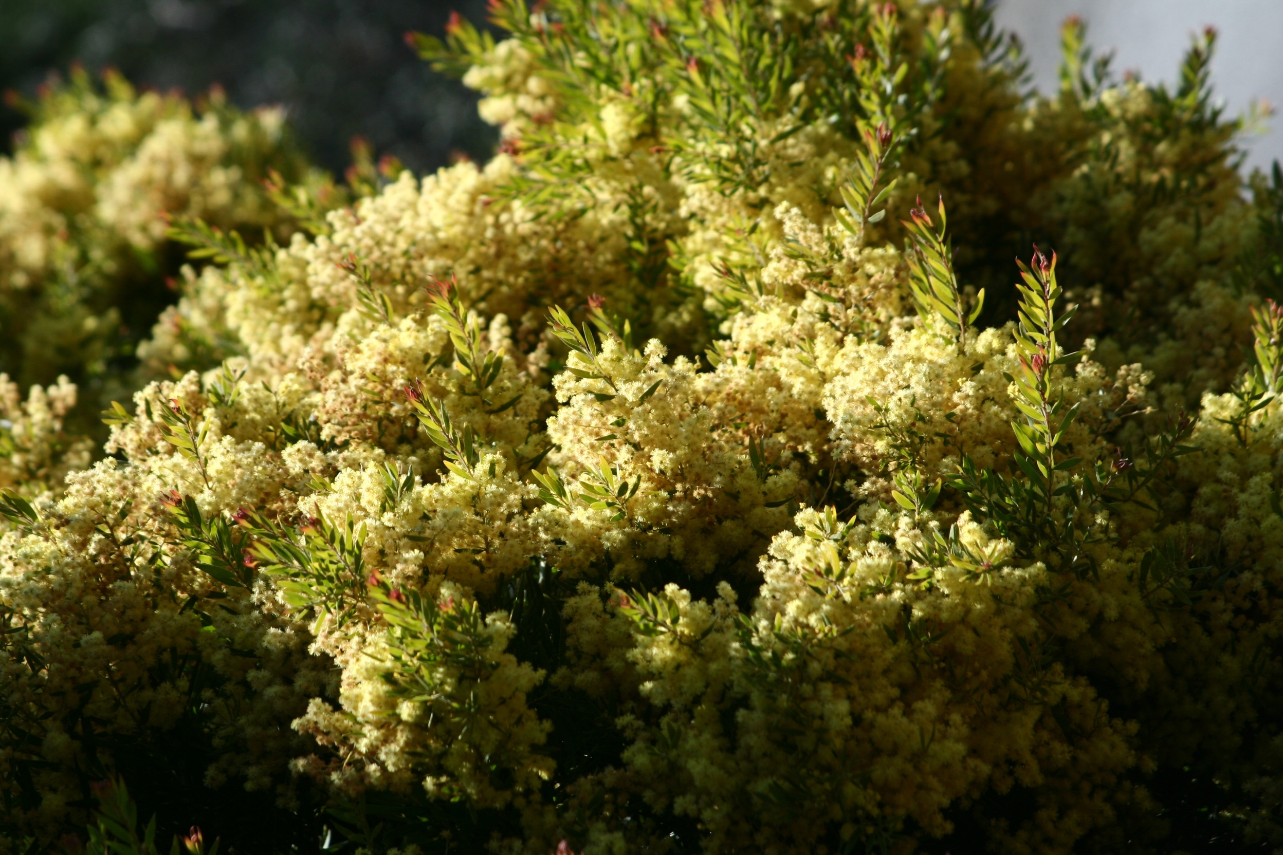 Acacia fimbriata 'Dwarf'
