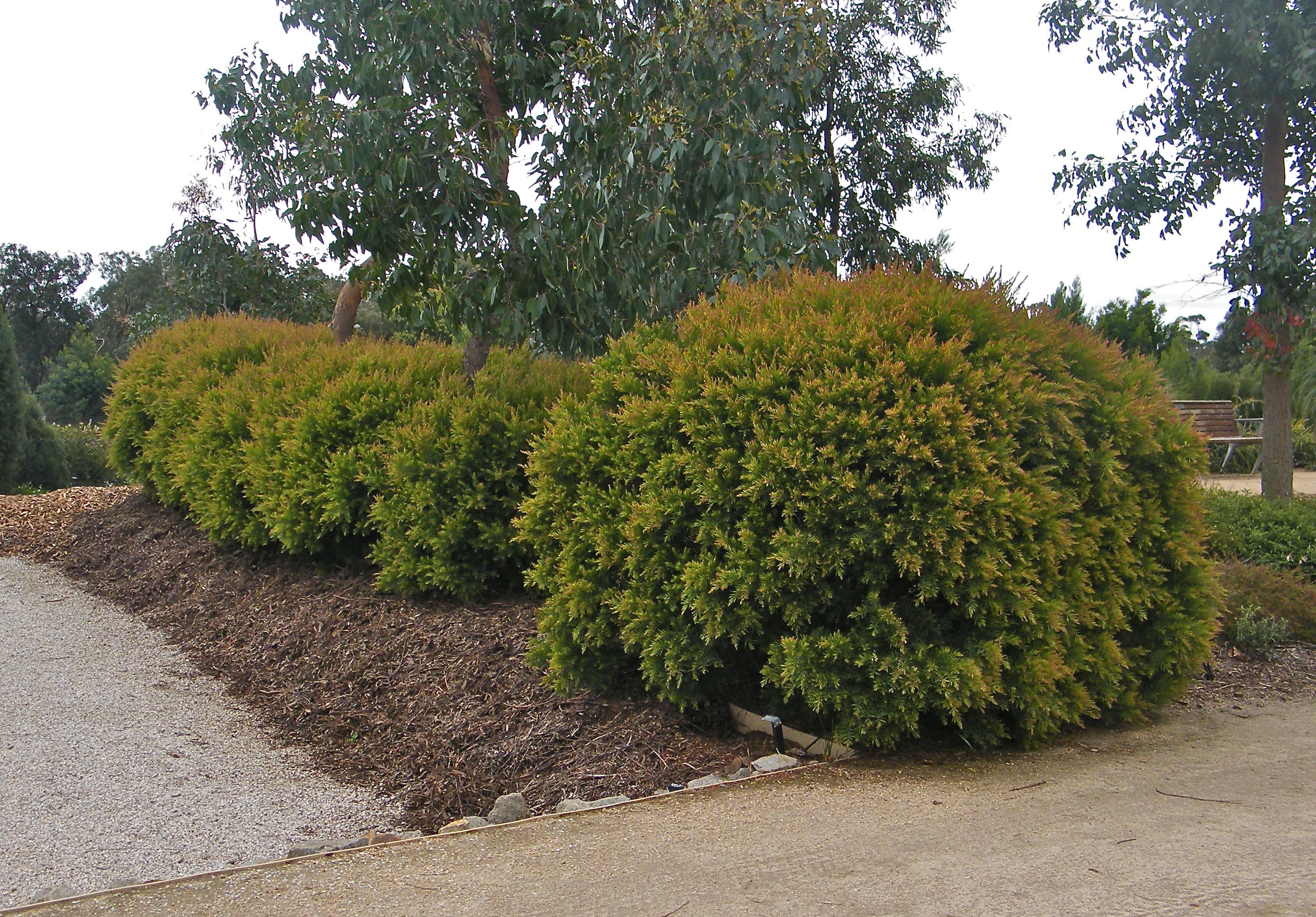 Acacia fimbriata 'Dwarf'