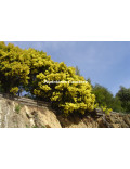 Acacia fimbriata 'Dwarf'