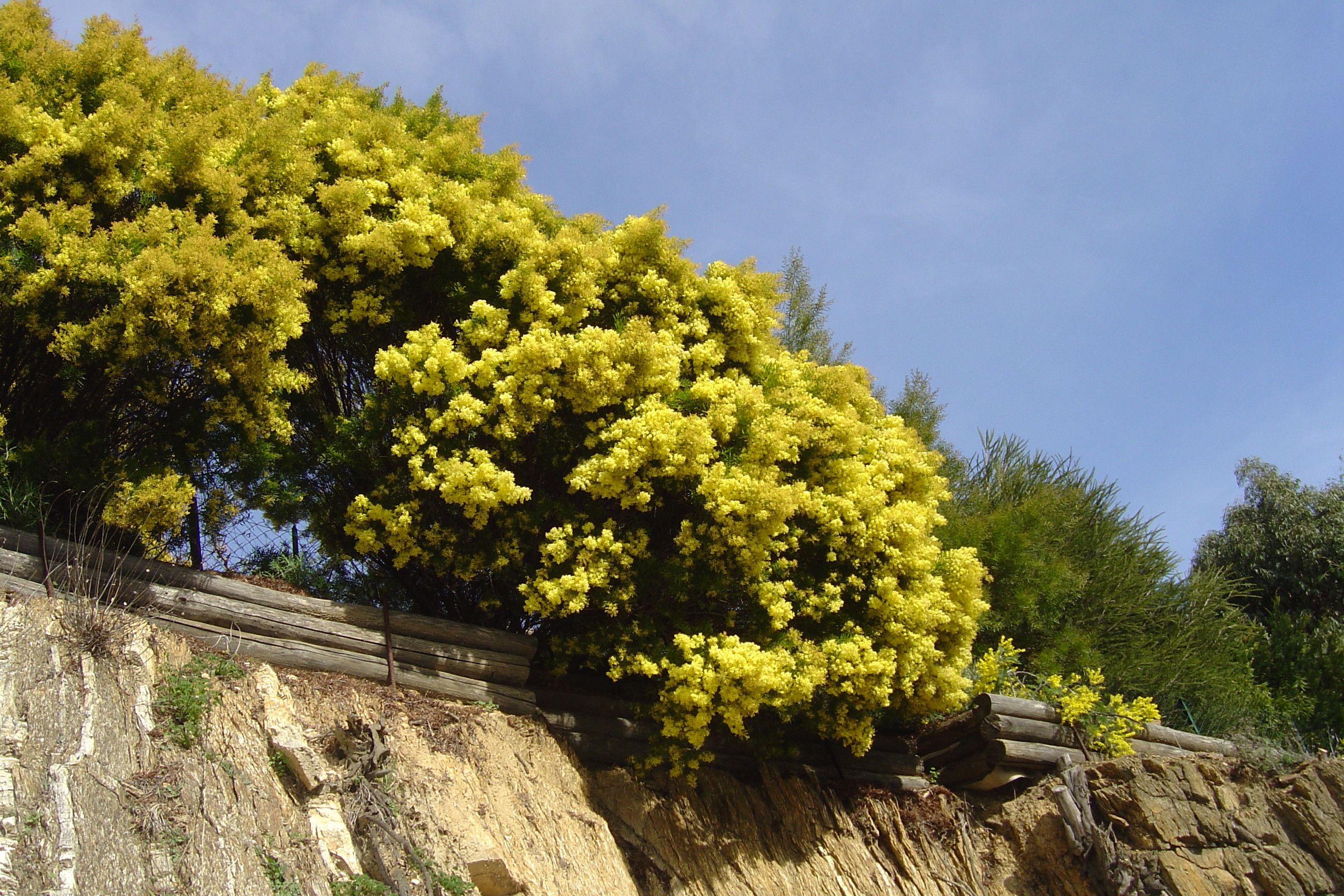 Acacia fimbriata 'Dwarf'