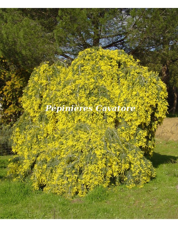 Acacia dealbata 'Pendula' 1/2 tige