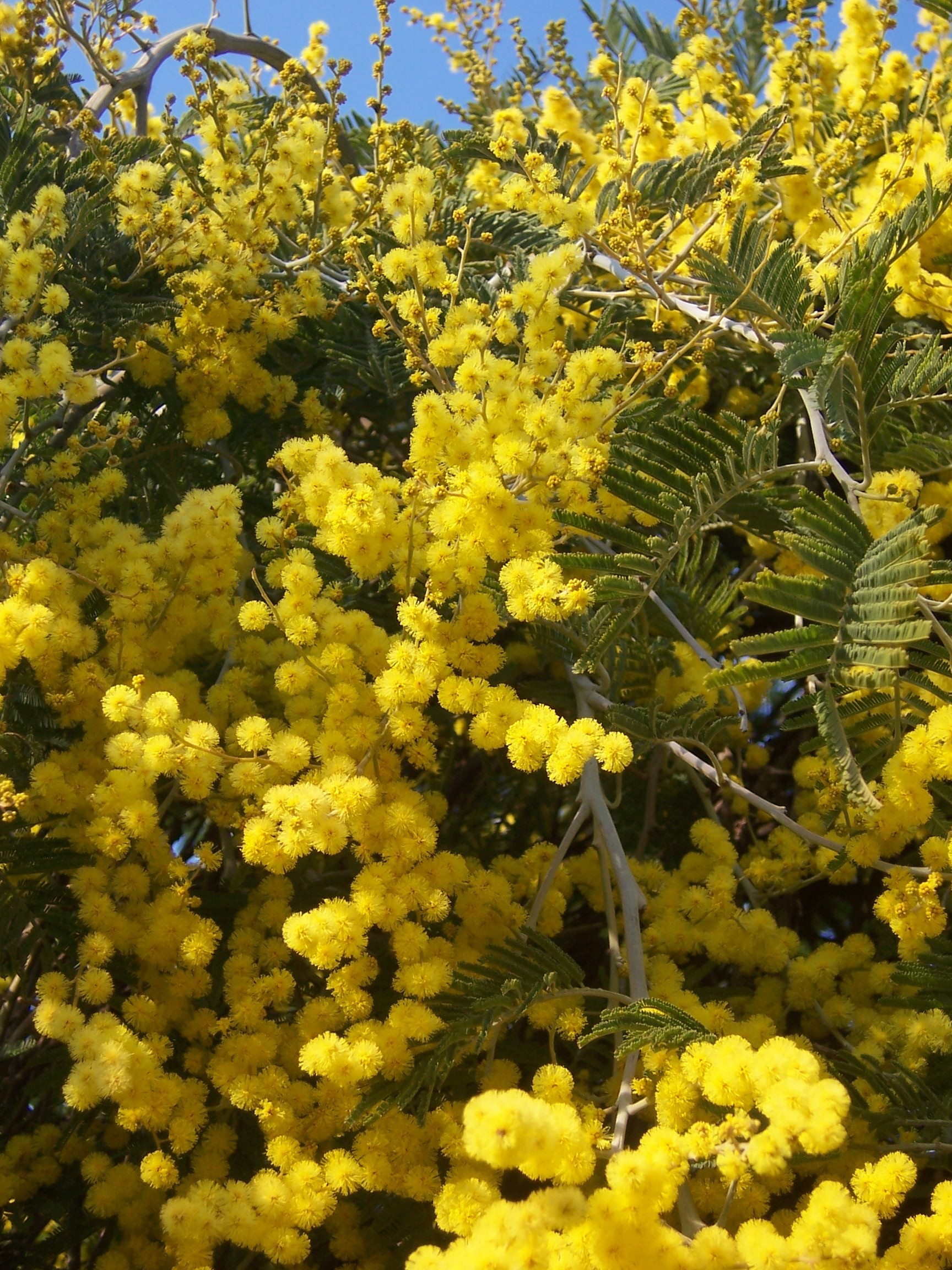 Acacia dealbata 'Pendula' 1/2 tige