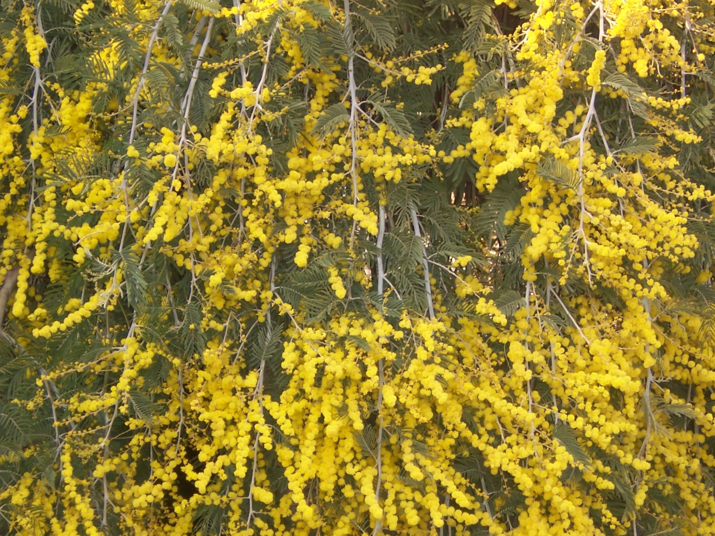 Acacia dealbata 'Pendula' 1/2 tige