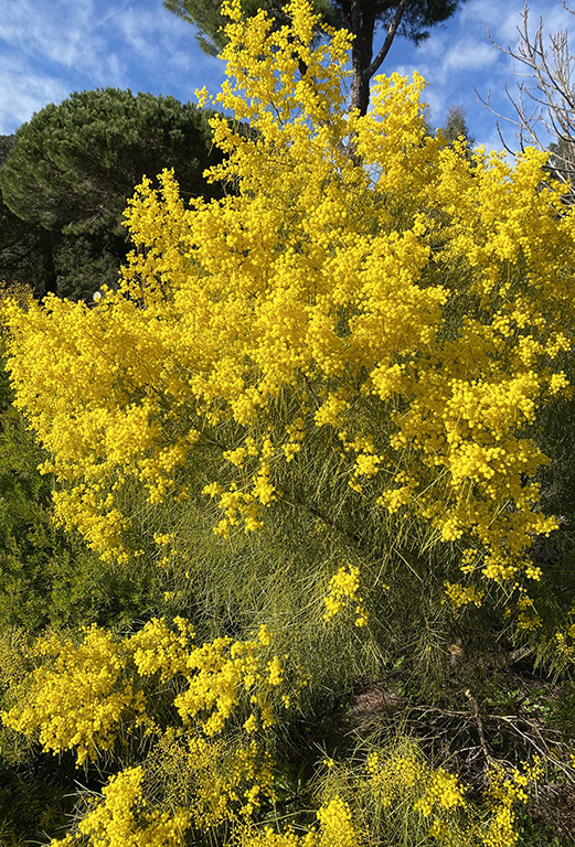 Acacia adunca