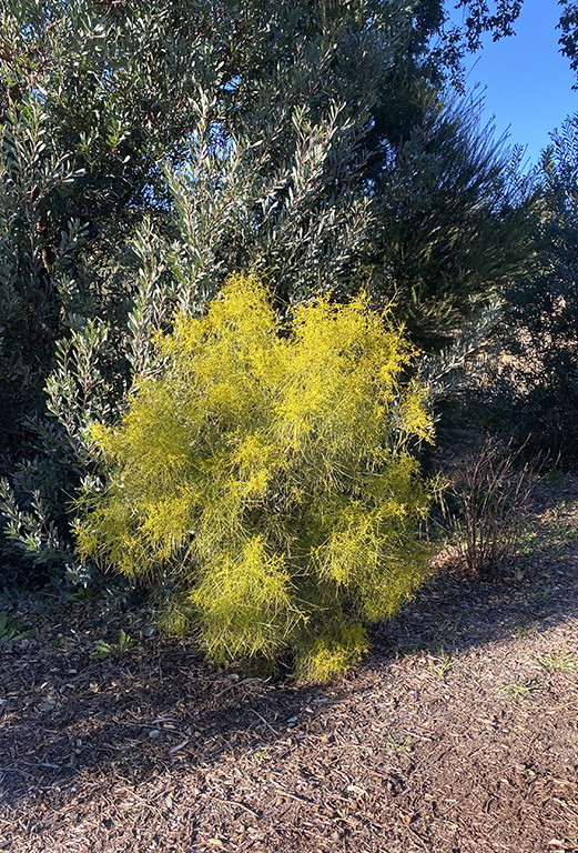 Acacia adunca