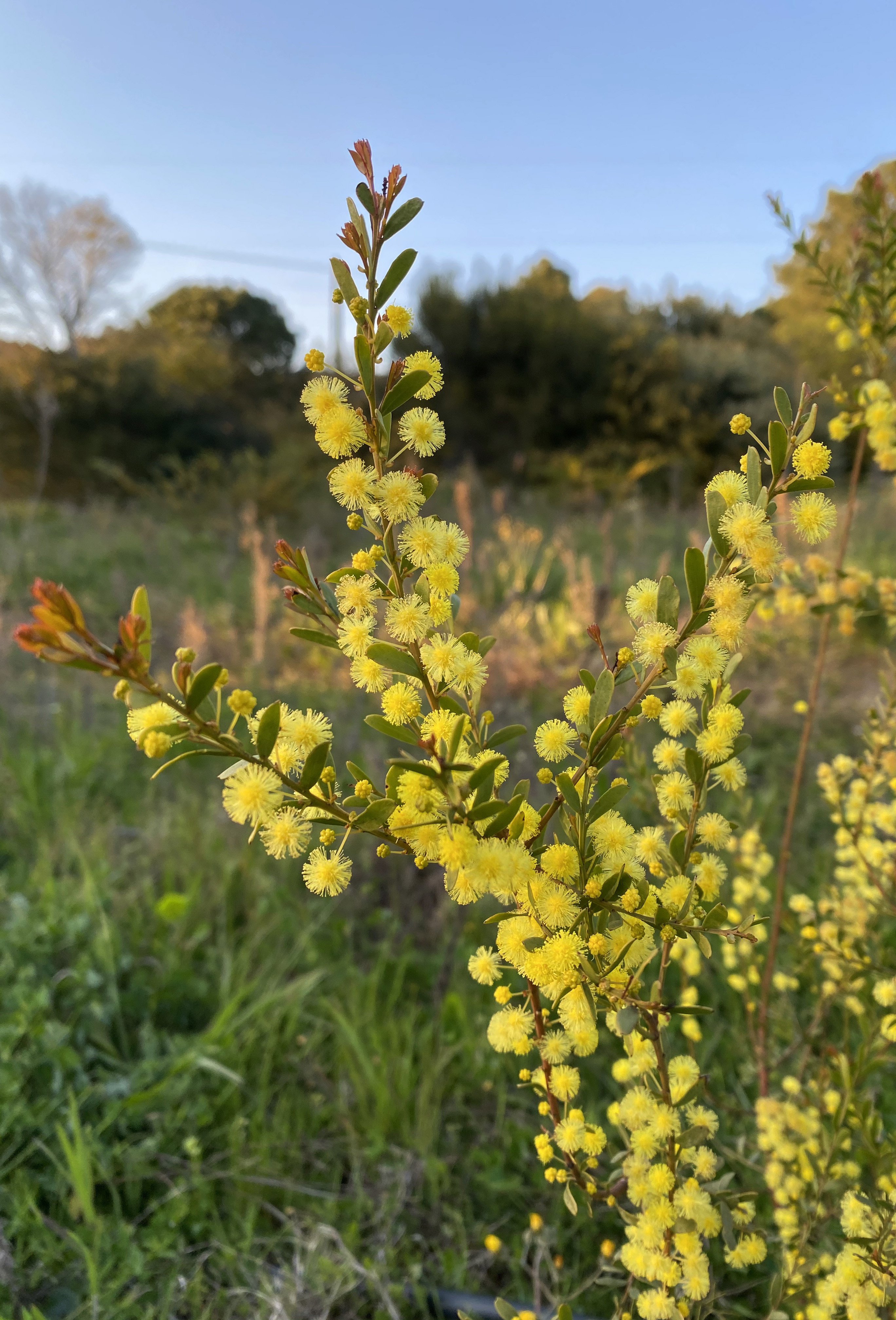 Acacia acinacea