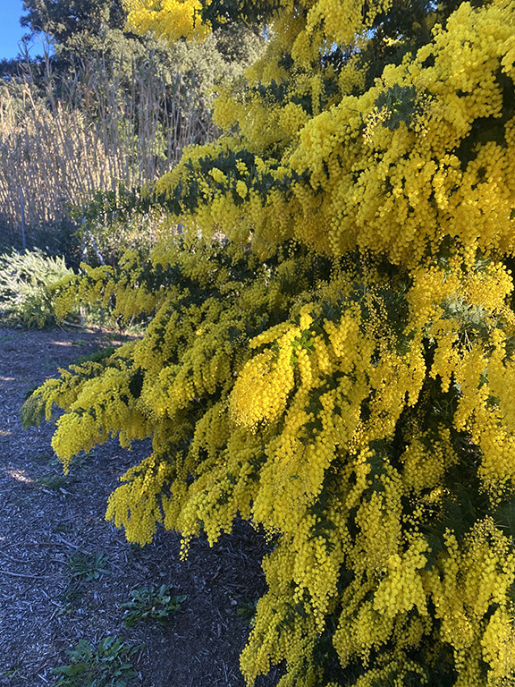 Acacia baileyana 'Maréchal Joffre'