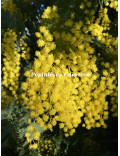 Acacia baileyana 'Maréchal Joffre'