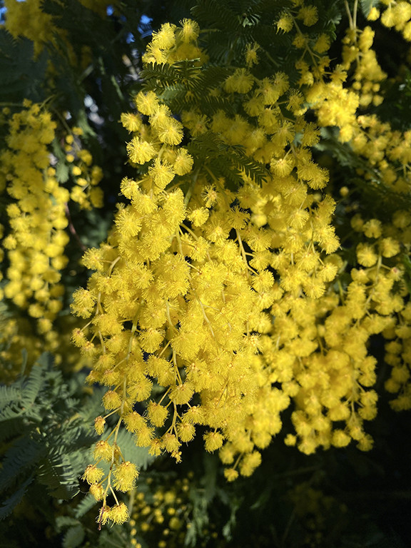 Acacia baileyana 'Maréchal Joffre'