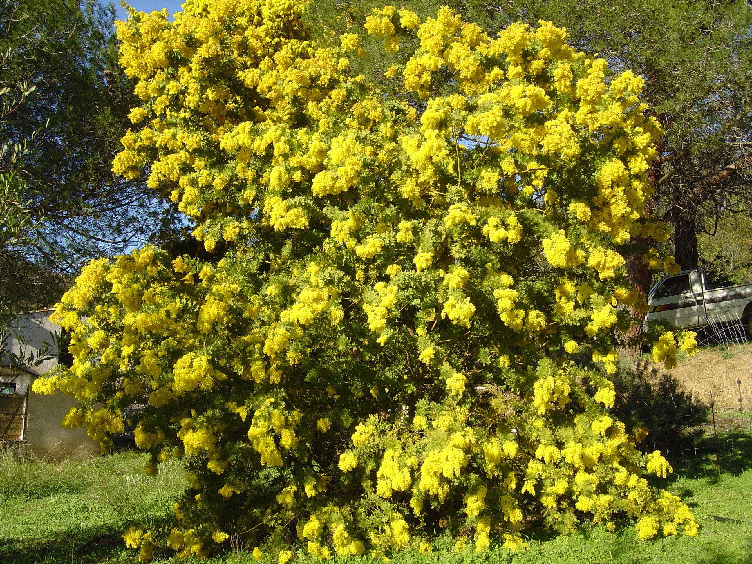 Acacia baileyana 'Maréchal Joffre'