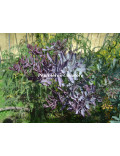 Acacia baileyana var. purpurea
