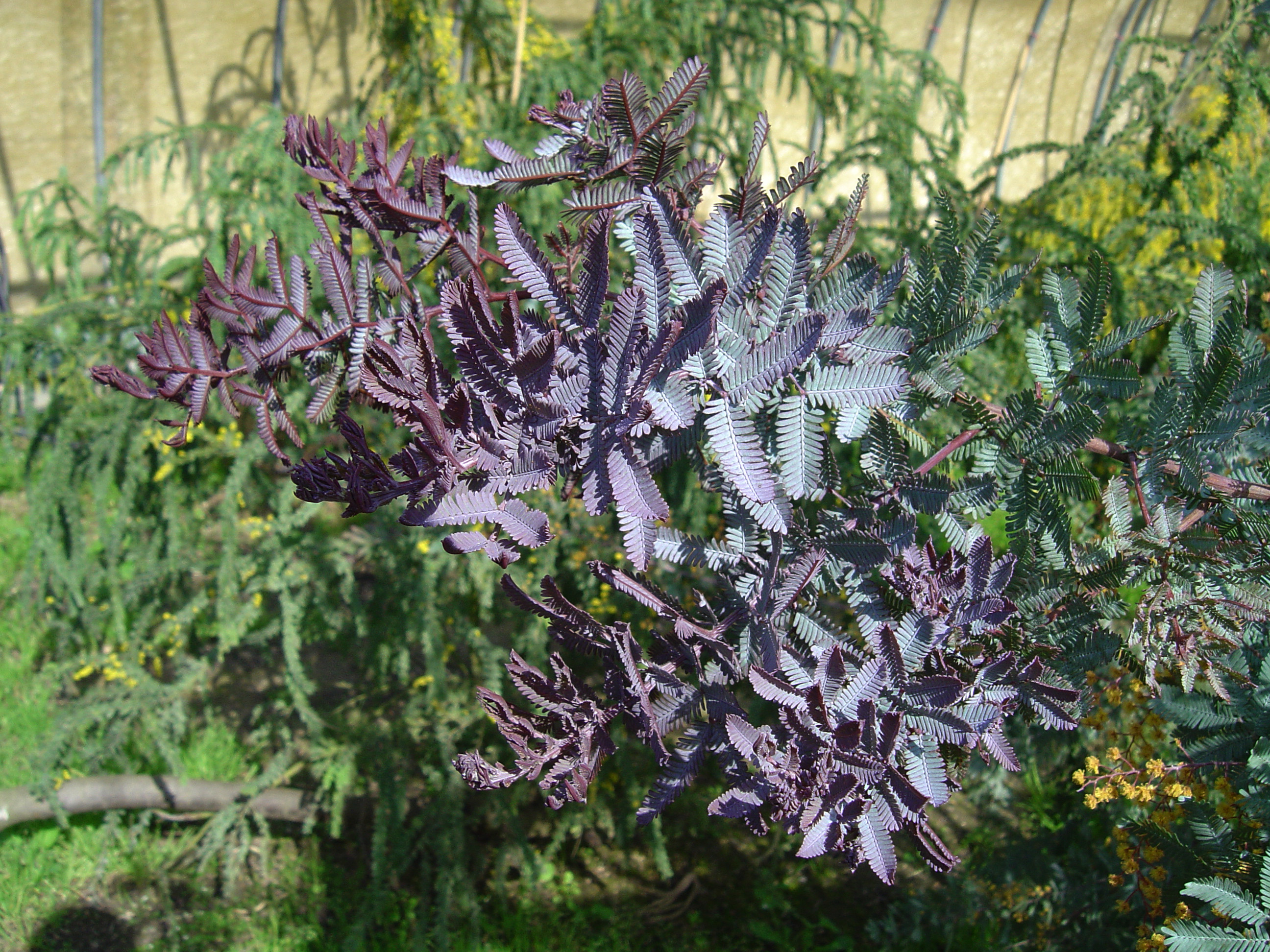 Acacia baileyana var. purpurea