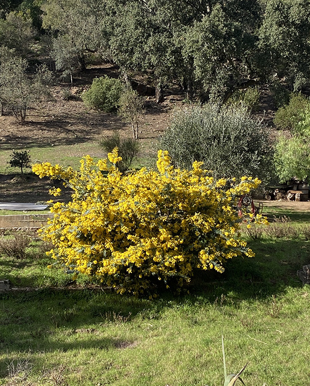 Acacia baileyana var. purpurea