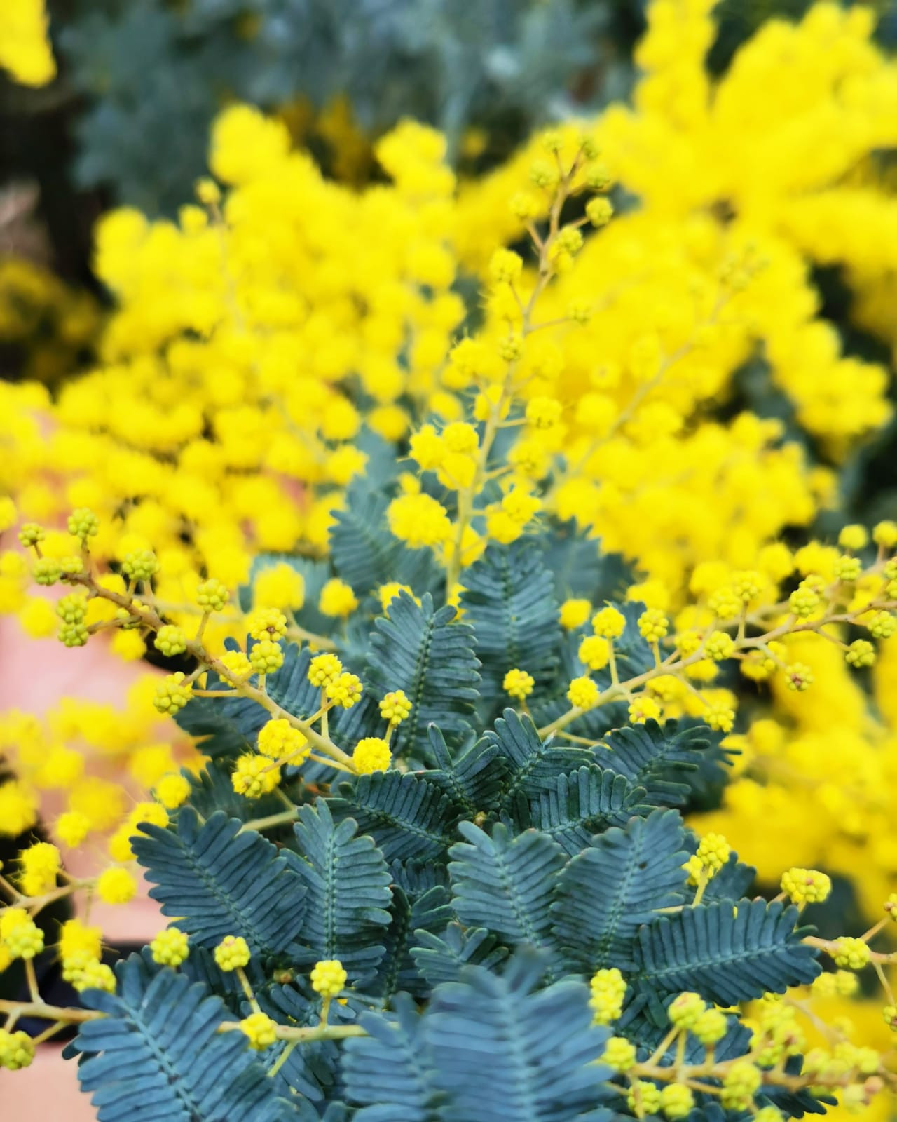 Acacia baileyana