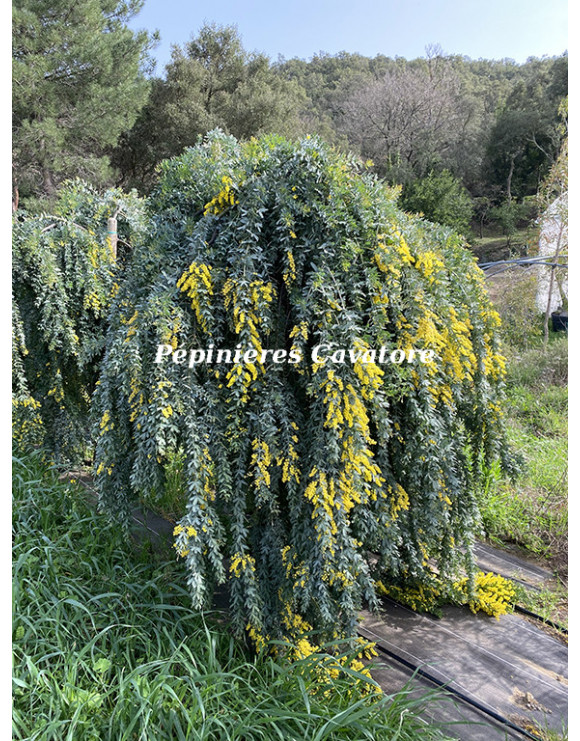 Acacia baileyana 'Prostrate' 1/2 tige