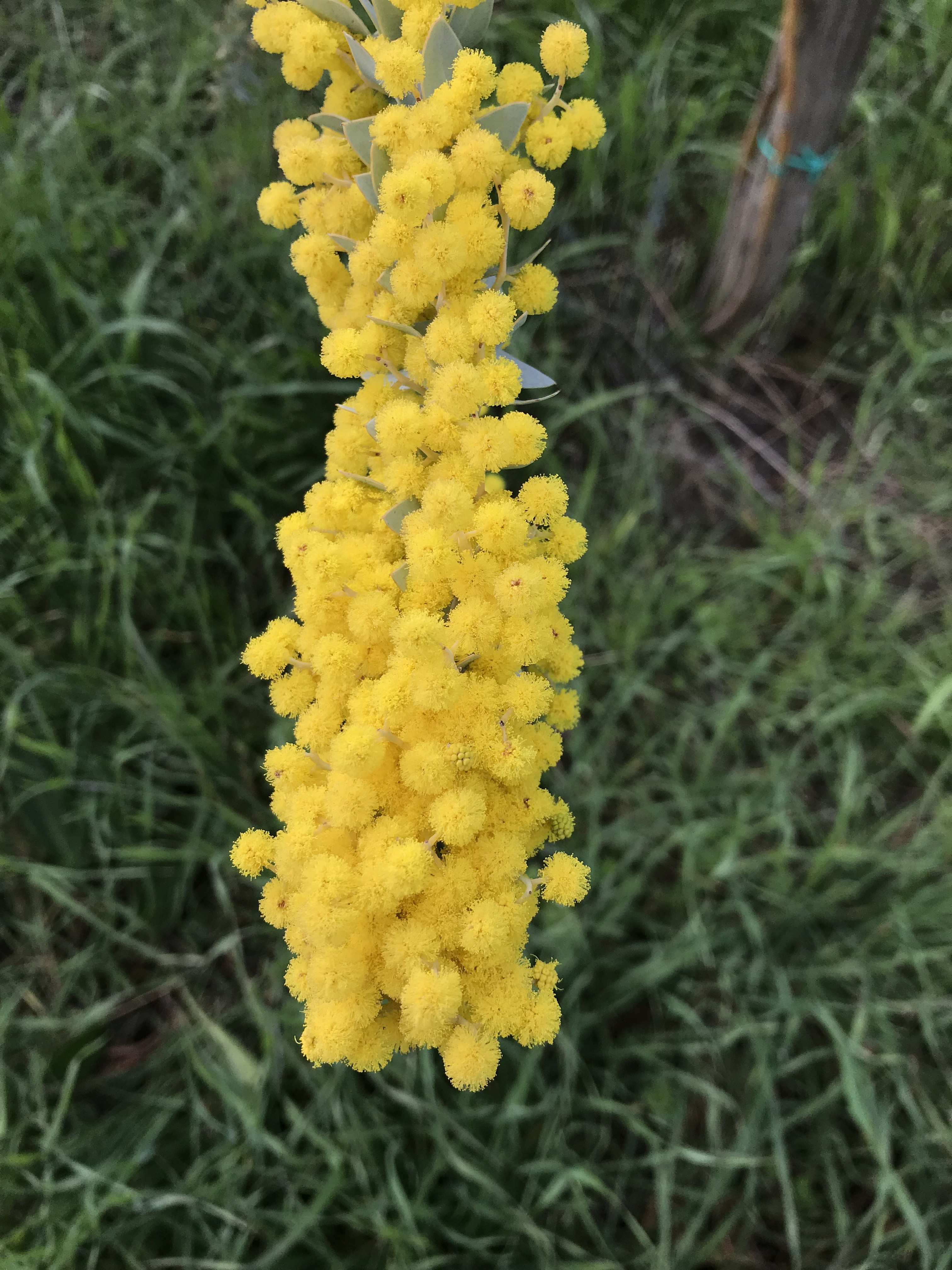 Acacia cultriformis