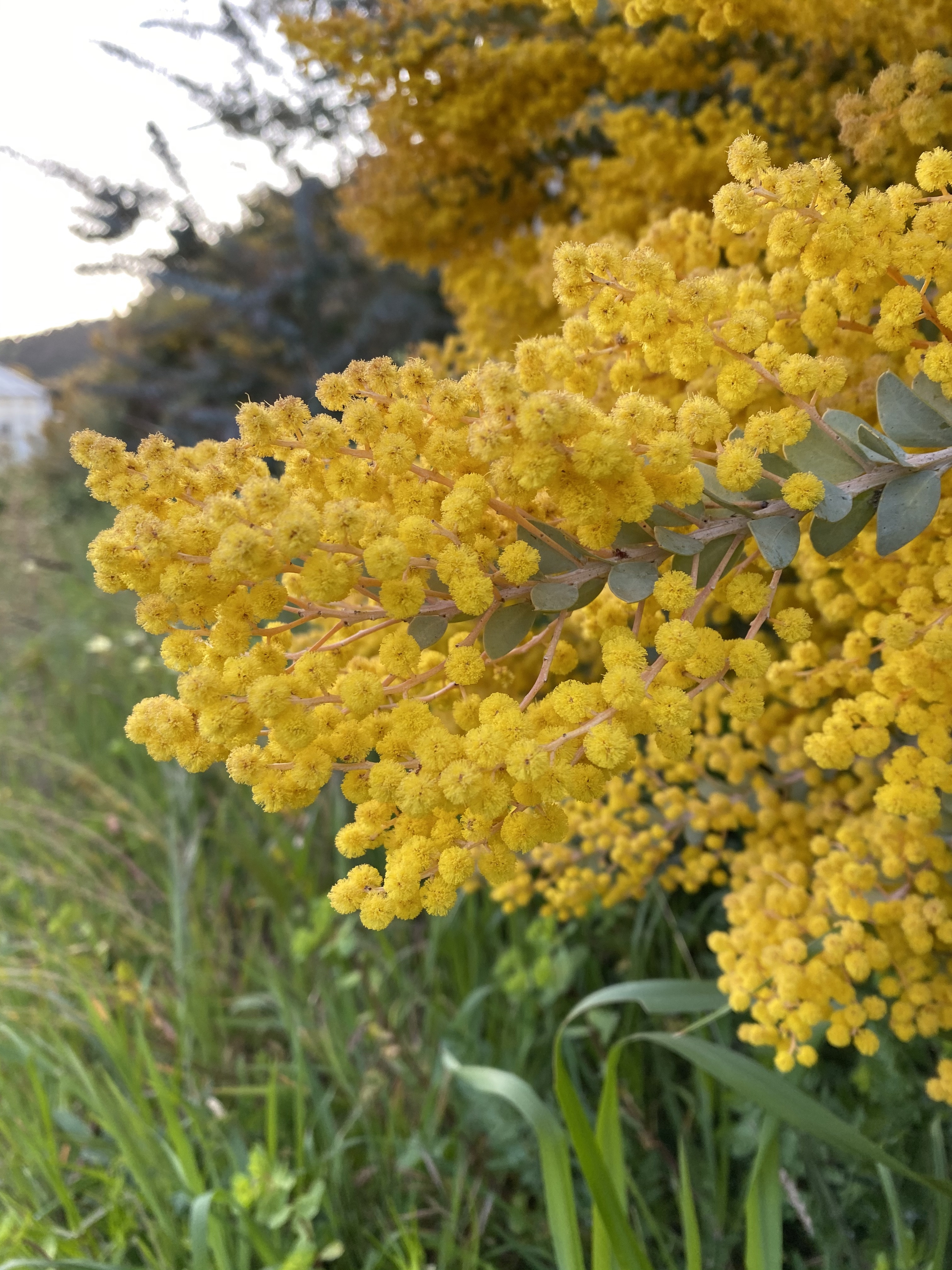 Acacia cultriformis