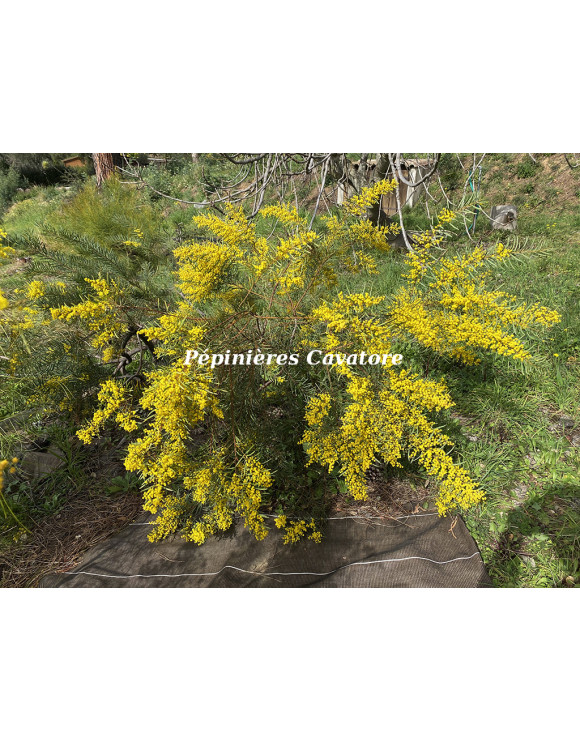 Acacia decora