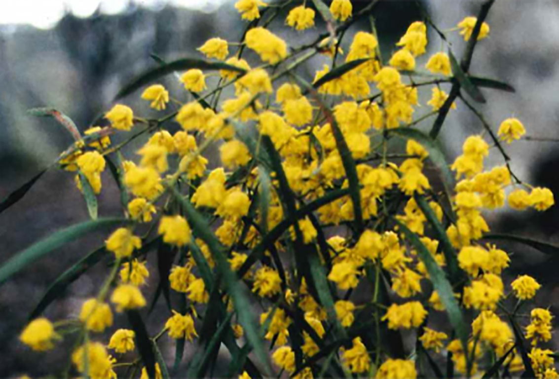 Acacia decora